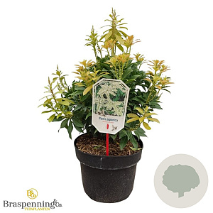 Pieris jap. 'White Cascade' 30-40 cm 5,0L struik
