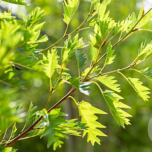 Alnus glutinosa 'Laciniata' 14-16 HO draadkluit