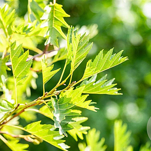 Alnus glutinosa 'Laciniata' 16-18 HO draadkluit