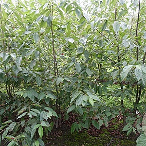 Alnus spaethii 16-18 cm draadkluit