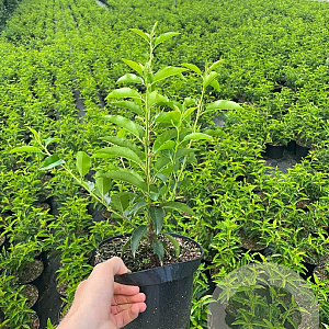 Prunus l. 'Angustifolia' 40-50 cm 3,0L