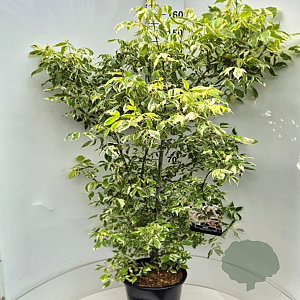 Acer negundo 'Variegatum' 150-175 cm 15L