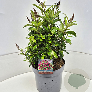 Buddleja d. B. Candy Little Ruby 30 cm 10L
