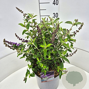 Buddleja Free Petite Blue Heaven 30 cm 10L