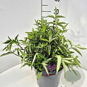 Buddleja Free Petite Tutti Fruitti 30 cm 10L