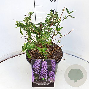 Buddleja Free Petite Tutti Fruitti 30 cm 10L