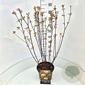 Cornus alba 'Kesselringii' 60-80 cm 10L