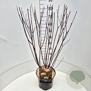 Cornus alba 'Kesselringii' 60-80 cm 10L