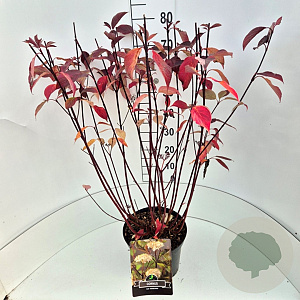 Cornus alba 'Kesselringii' 60-80 cm 10L