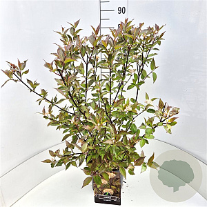 Cornus alba 'Kesselringii' 60-80 cm 10L