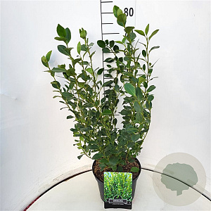Griselinia littor. Green Horizon 60-80 cm 10L