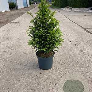 Taxus baccata 60-80 cm 10L