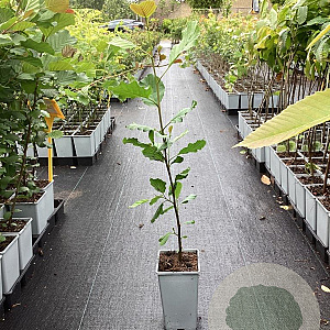 Alnus glutinosa 60-80 cm P15