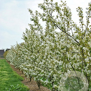 Amelanchier 'Ballerina' 6-8 HO 35L