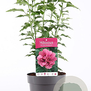 Hibiscus syr. 'Duc de Brabant' 40-50 cm 3,0L