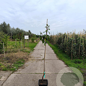 Malus d. 'King of the Pippins' 150-175 cm 10L