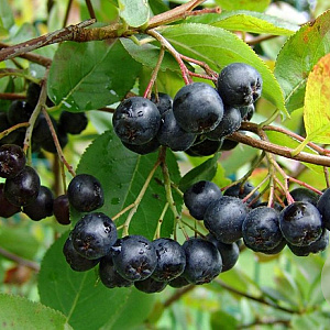 Aronia melanocarpa 60-80 cm wortelgoed 3 jarig verplante zaailin
