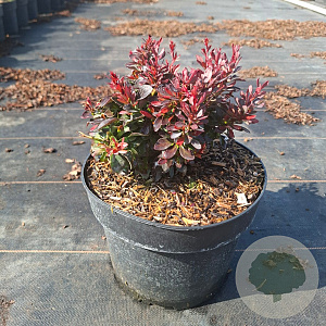 Berberis thunb. 'Bagatelle' 20 cm 3,0L