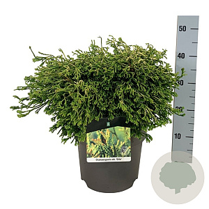 Chamaecyparis o. 'Gitte' 40-50 cm 6L