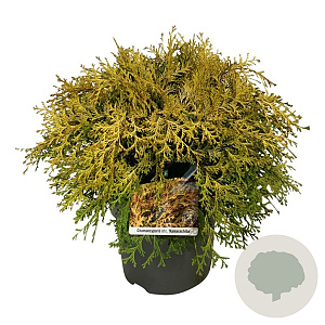 Chamaecyparis o. 'Kamarachiba' 50-60 cm 6L