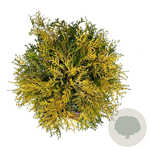 Chamaecyparis o. 'Kamarachiba' 50-60 cm 6L