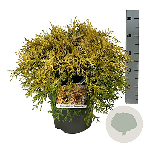 Chamaecyparis o. 'Kamarachiba' 50-60 cm 6L