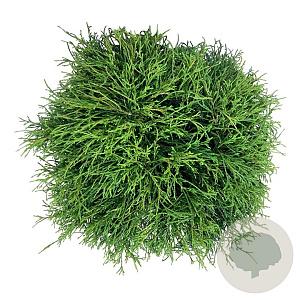 Chamaecyparis p. 'Sungold' 40-50 cm 6L