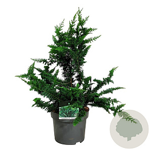Chamaecyparis p. 'Teddy Bear' 50-60 cm 6L