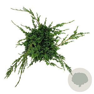 Juniperus chin. 'Blue Alps' 50-60 cm 6L
