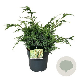 Juniperus chin. 'Blue Alps' 50-60 cm 6L