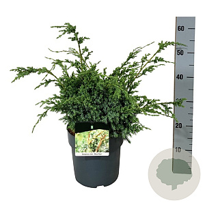 Juniperus chin. 'Blue Alps' 50-60 cm 6L