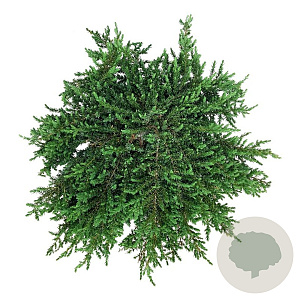 Juniperus comm. 'Greenmantle' 50-60 cm 6L