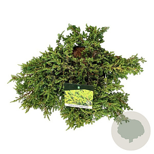 Juniperus comm. 'Lemon Carpet' 50-60 cm 6L