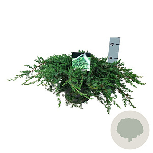 Juniperus conferta 'Schlager' 40-50 cm 6L