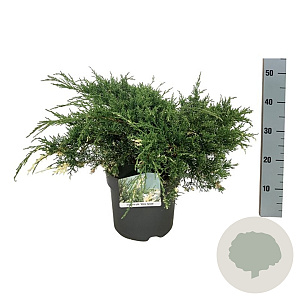 Juniperus pf. 'White Splash' 50-60 cm 6L