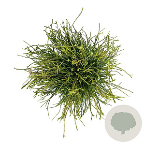 Platycladus or. 'Franky Boy' 40-50 cm 6L