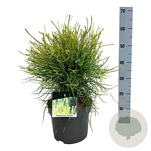 Platycladus or. 'Franky Boy' 40-50 cm 6L