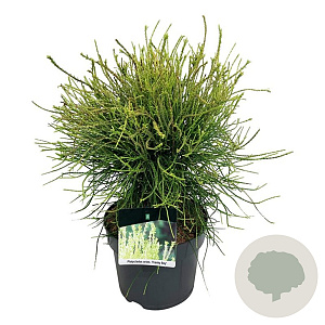 Platycladus or. 'Franky Boy' 40-50 cm 6L