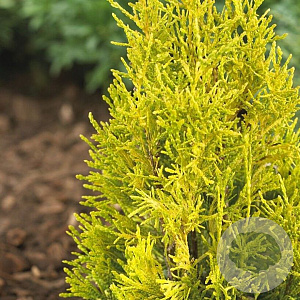 Thuja pl. '4ever' 40-50 cm 6L