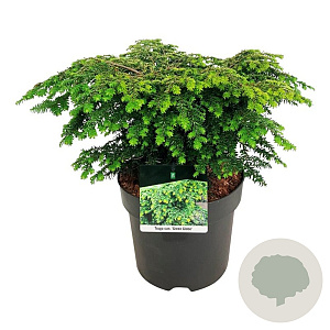 Tsuga can. 'Green Globe' 40-50 cm 6L