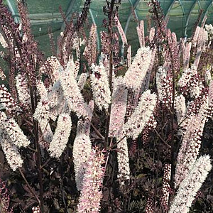 Actaea 'Chocoholic' GM P9 BIO