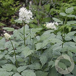 Actaea pachypoda Misty Blue GM P9 BIO