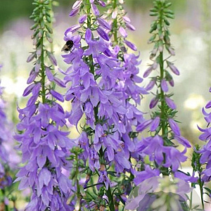 Adenophora 'Gaudi Violet' GM P9 BIO