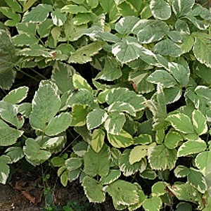 Aegopodium podagraria 'Variegatum' GM P9 BIO