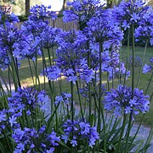 Agapanthus 'Dr Brouwer' GM P9 BIO