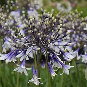 Agapanthus Fireworks GM P9 BIO