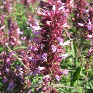 Agastache 'Linda' GM P9 BIO