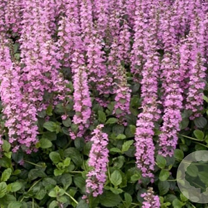 Ajuga reptans 'Purple Torch' GM P9 BIO