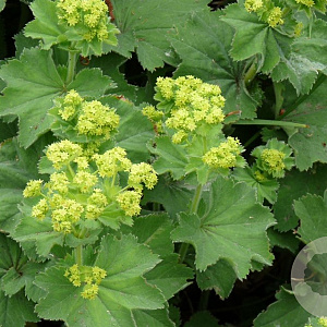 Alchemilla mollis 'Robustica' GM P9 BIO