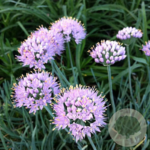 Allium senescens 'Glaucum' GM P9 BIO